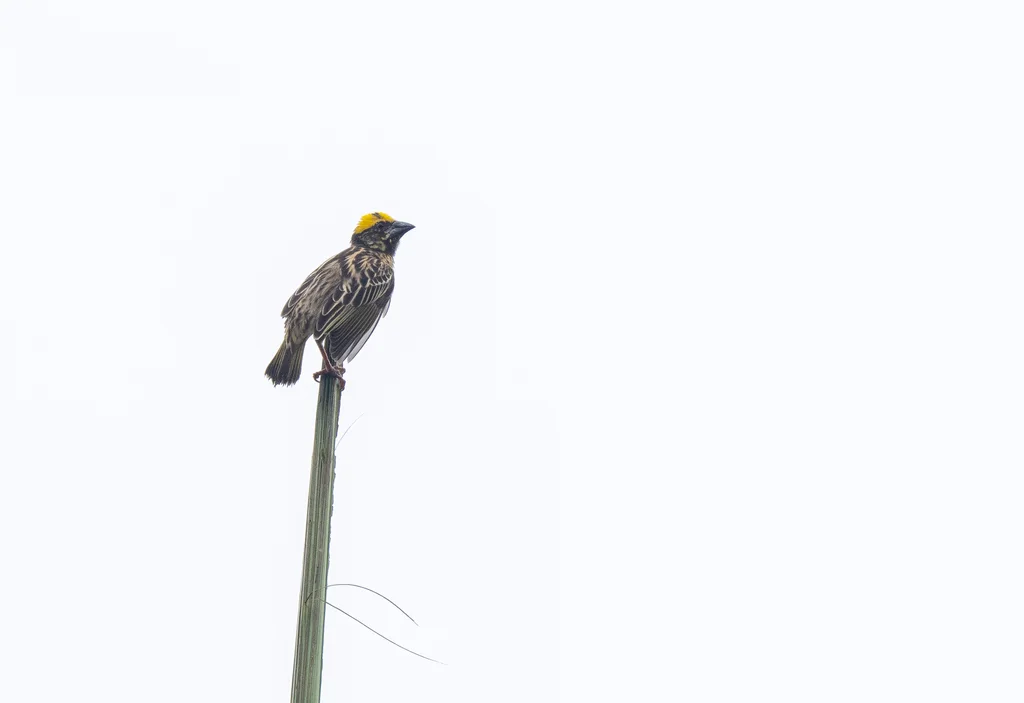纹胸织雀(Ploceus manyar)