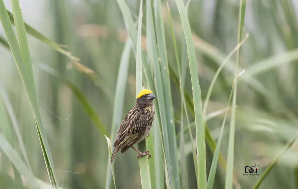 纹胸织雀(Ploceus manyar)