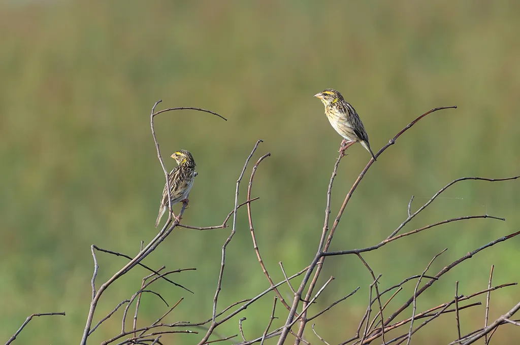 纹胸织雀(Ploceus manyar)