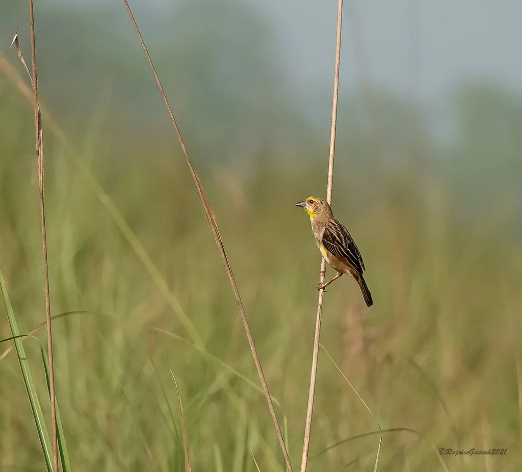 巨嘴织雀（Ploceus megarhynchus）