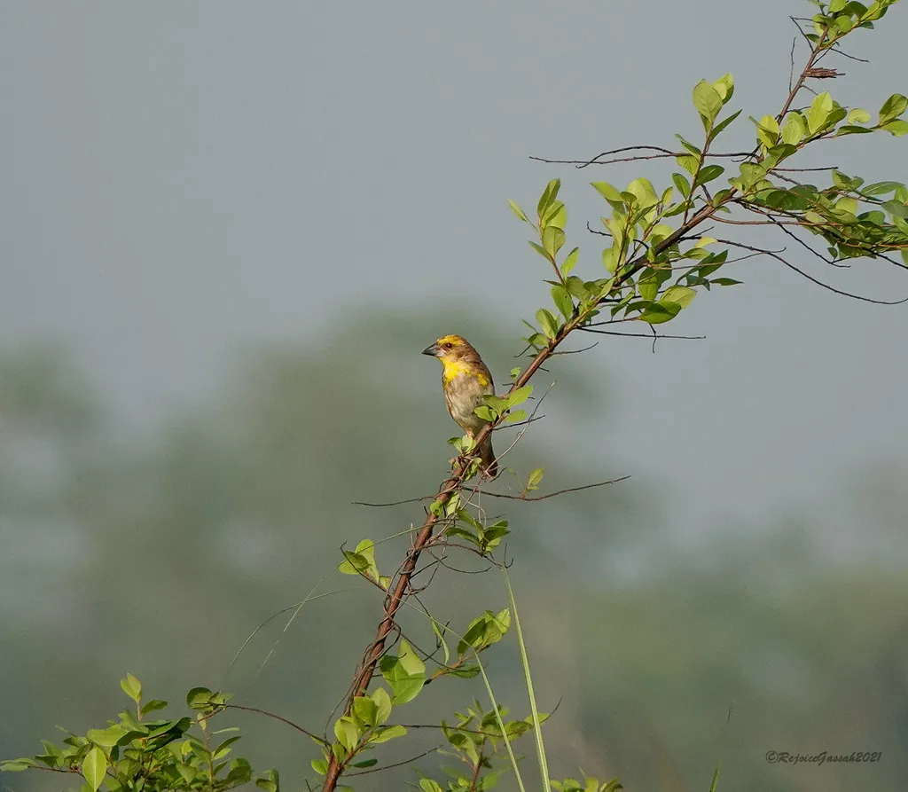巨嘴织雀（Ploceus megarhynchus）