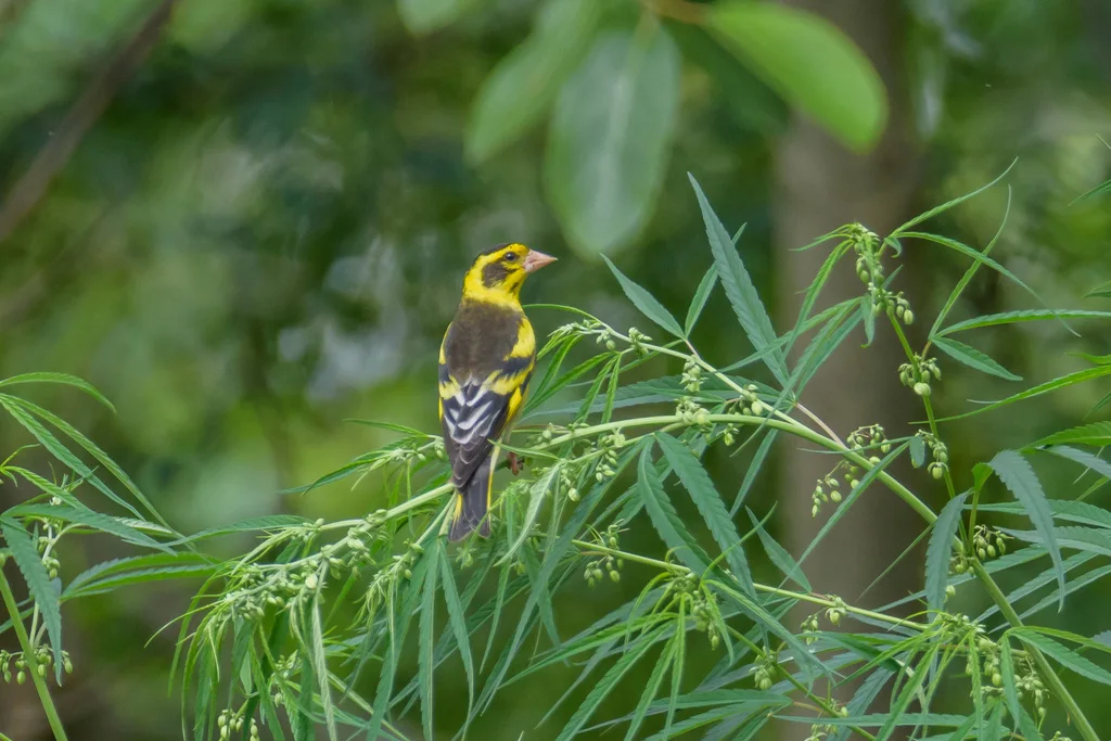 巨嘴织雀（Ploceus megarhynchus）