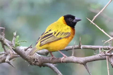 黑头黄背织雀