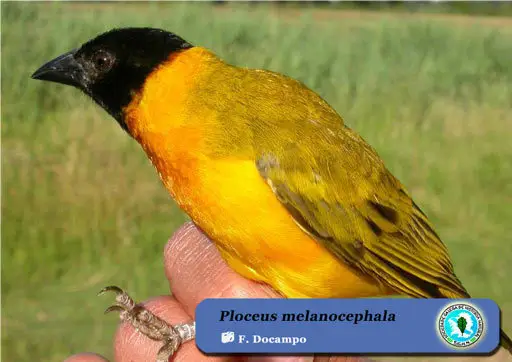 黑头黄背织雀(Ploceus melanocephalus)