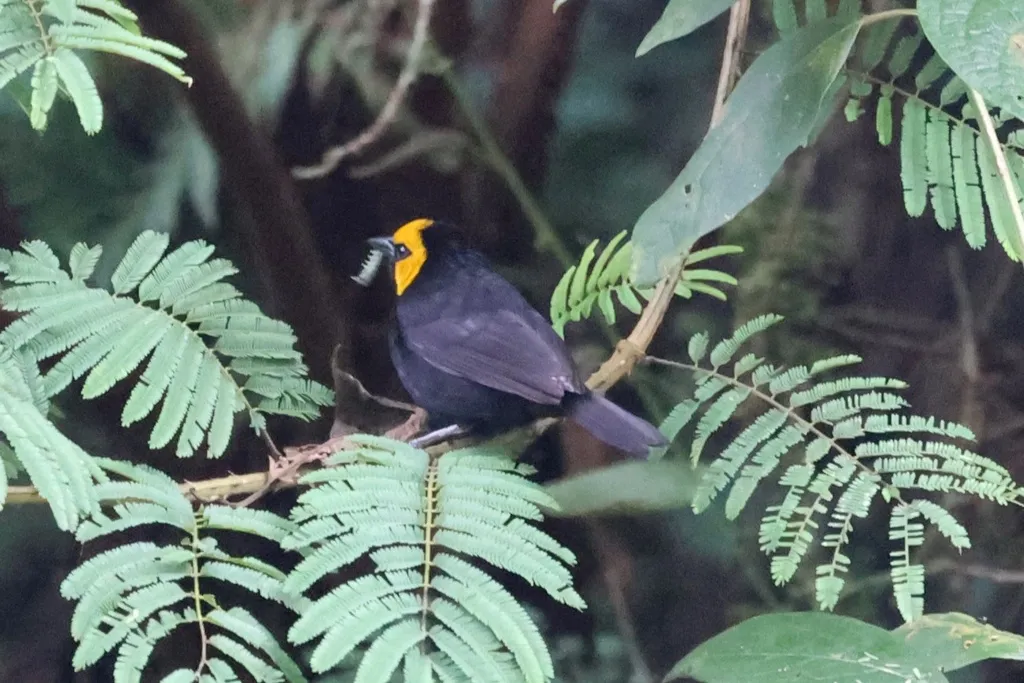 黑腹山织雀(Ploceus melanogaster)