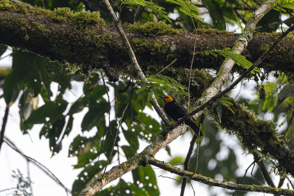 黑腹山织雀(Ploceus melanogaster)