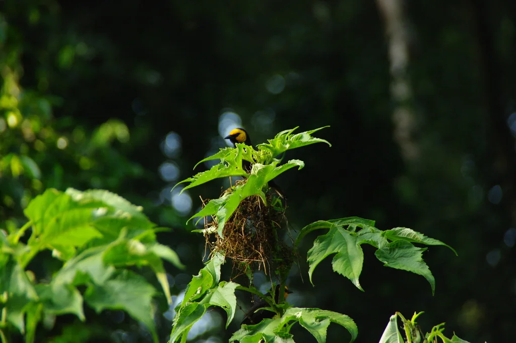 黑腹山织雀(Ploceus melanogaster)