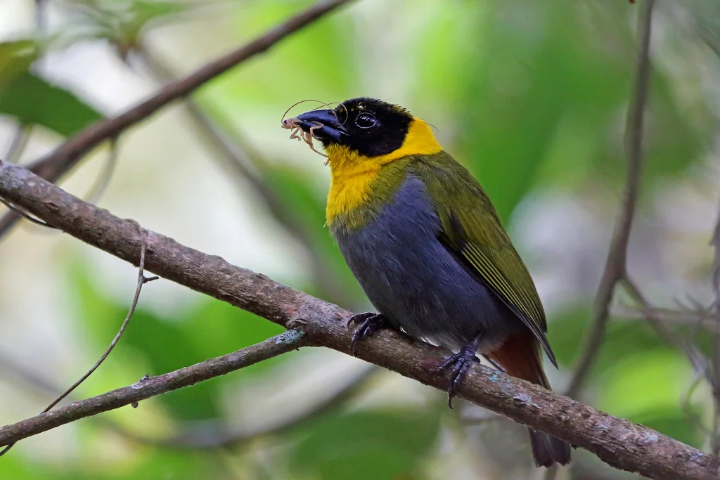 纳利织雀(Ploceus nelicourvi)
