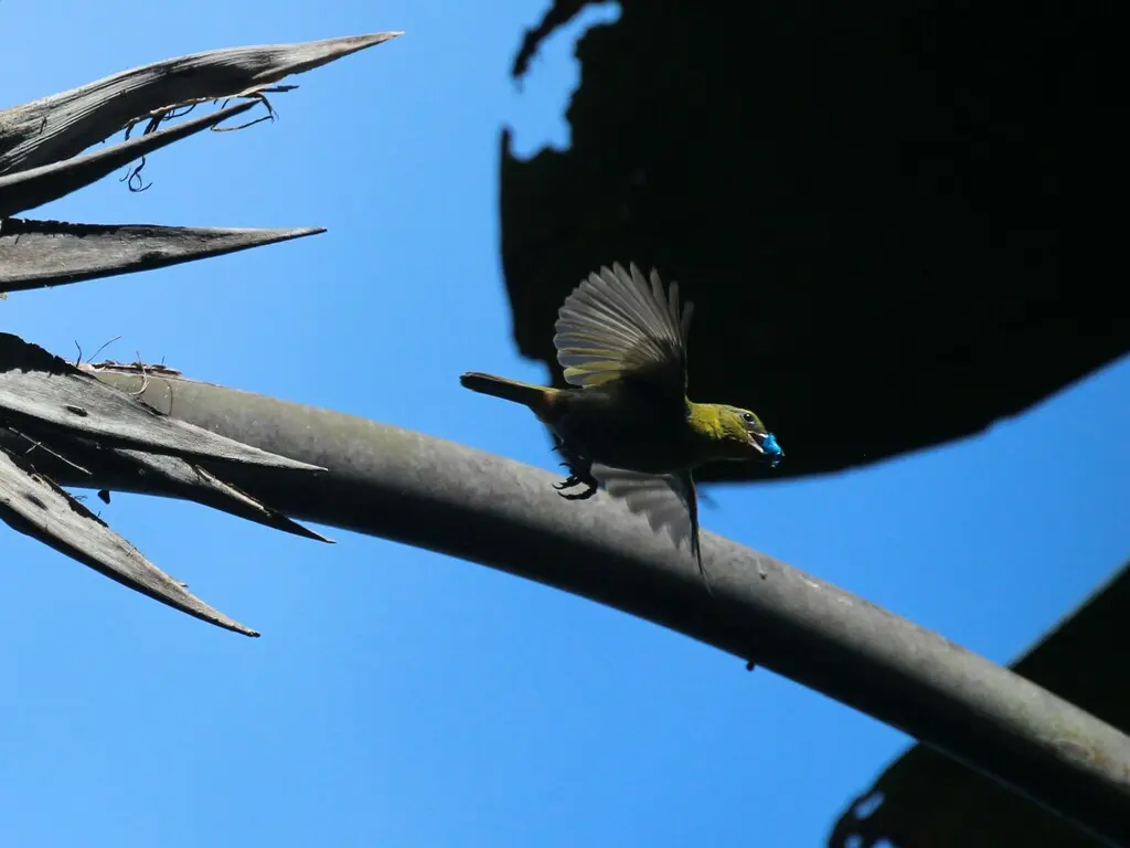 纳利织雀(Ploceus nelicourvi)