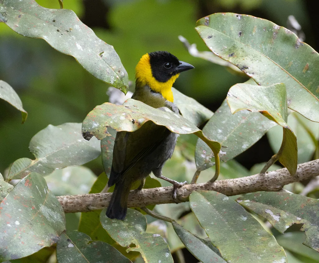 纳利织雀(Ploceus nelicourvi)