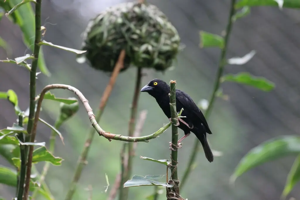 大黑织雀(Ploceus nigerrimus)