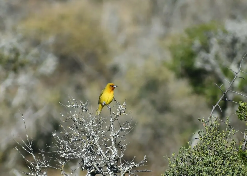 眼斑织雀(Ploceus ocularis)