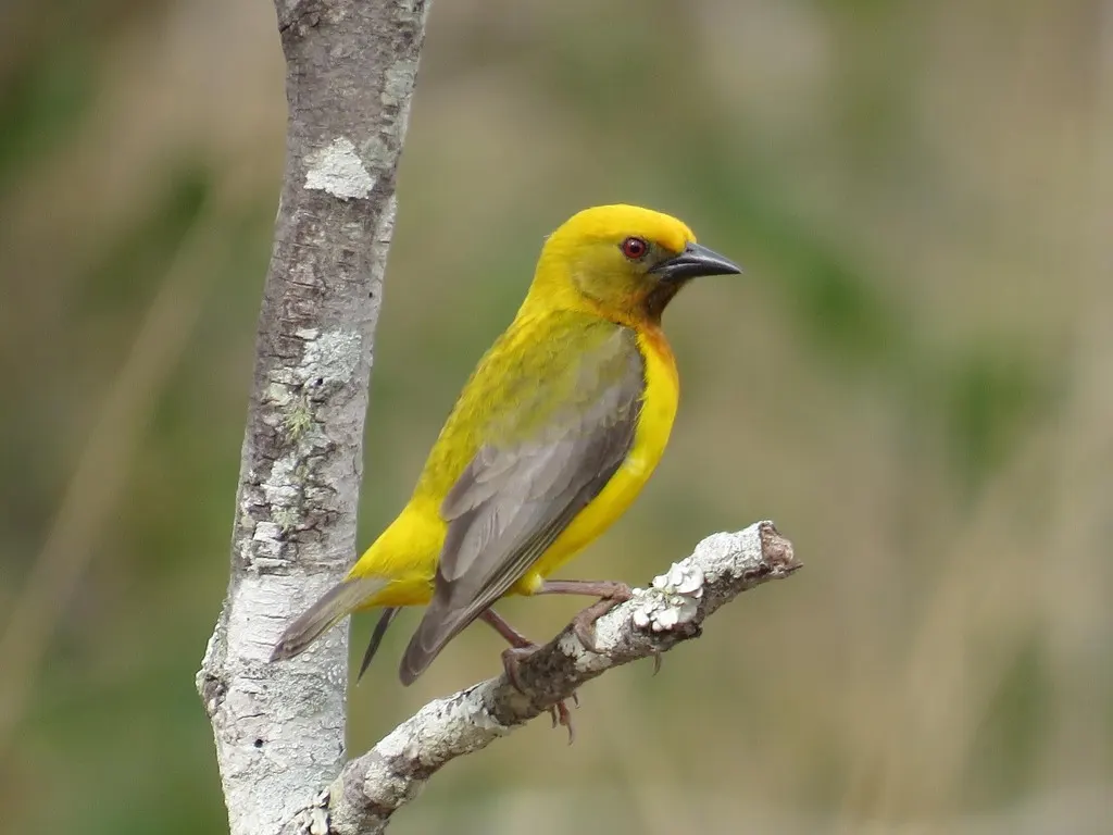 绿头金织雀(Ploceus olivaceiceps)