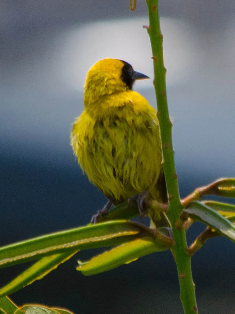 细嘴织雀(Ploceus pelzelni)