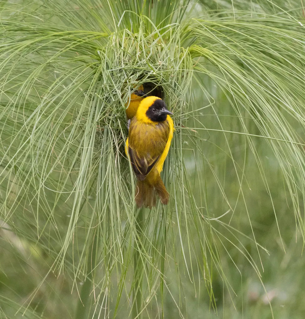 细嘴织雀(Ploceus pelzelni)