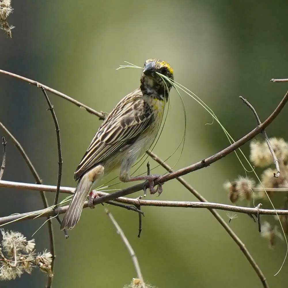 黄胸织雀(Ploceus philippinus)