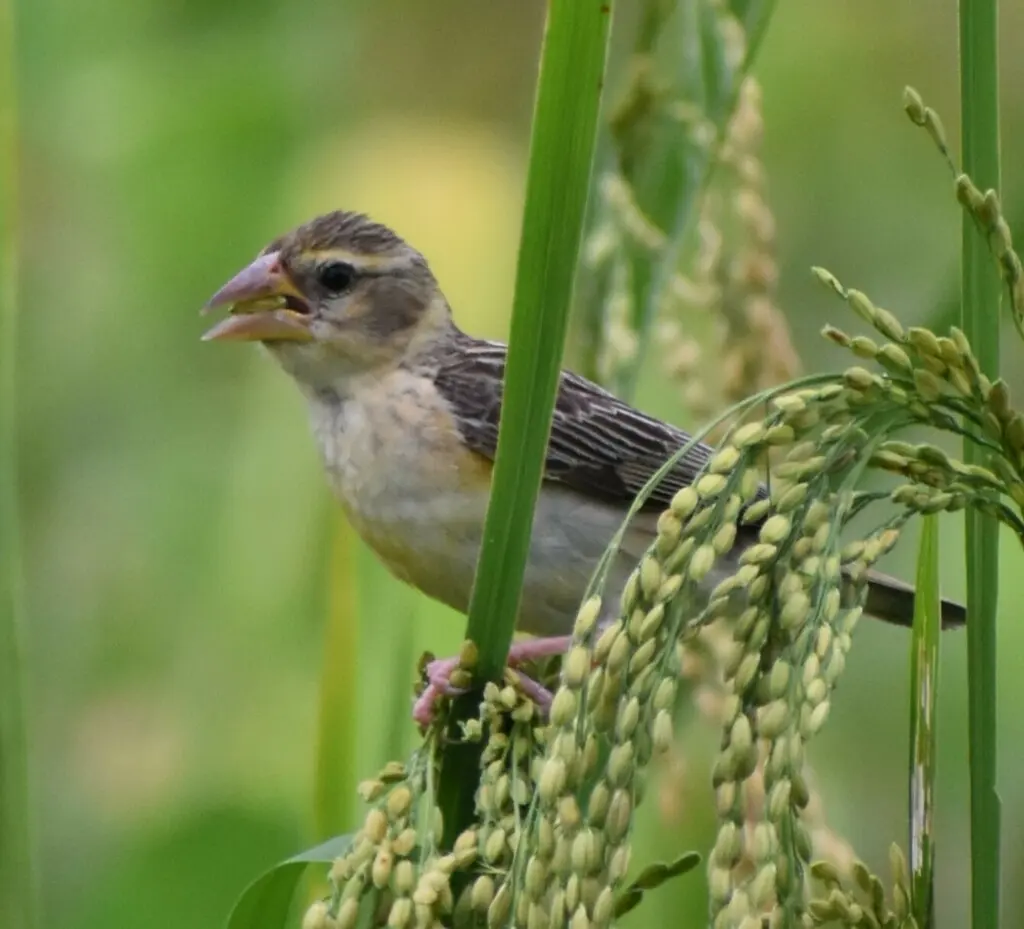 黄胸织雀(Ploceus philippinus)