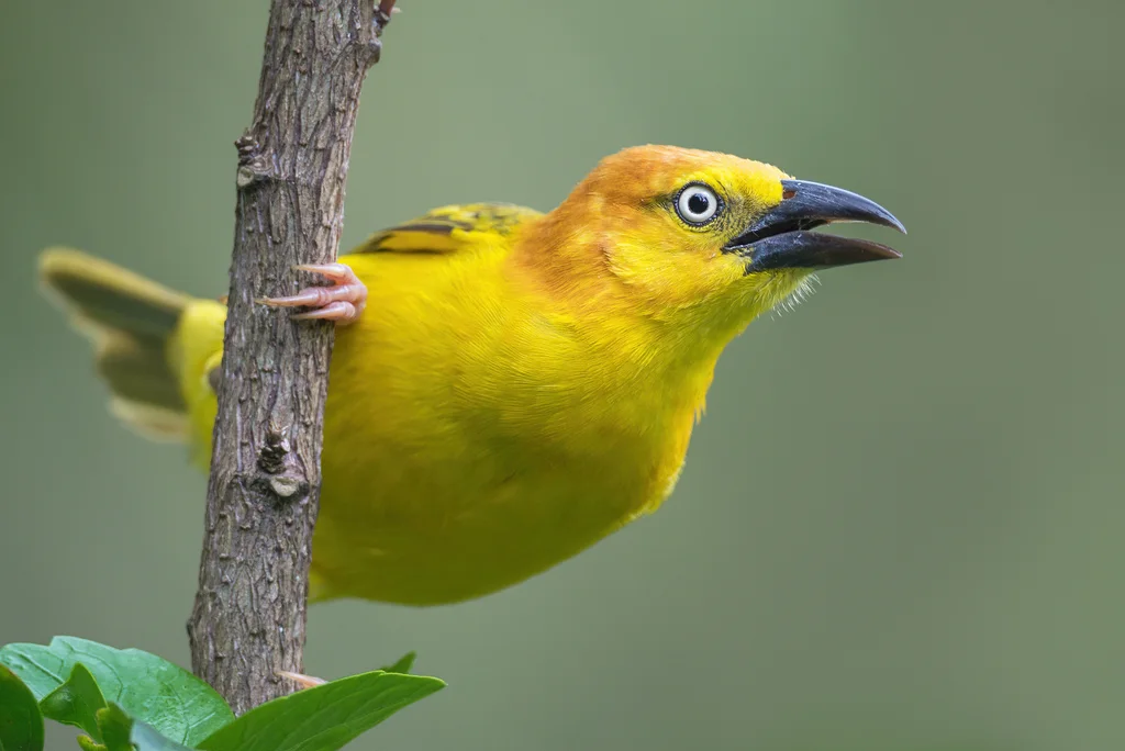 普岛金织雀(Ploceus princeps)