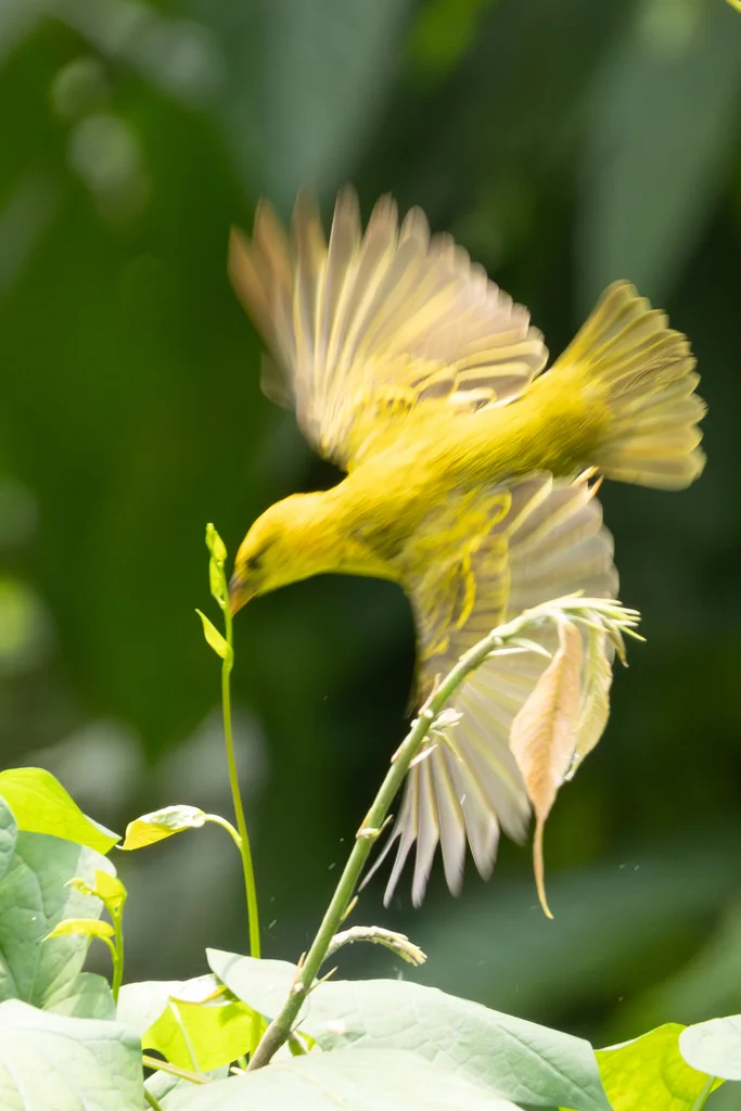 普岛金织雀(Ploceus princeps)