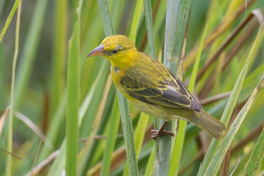 普岛金织雀(Ploceus princeps)