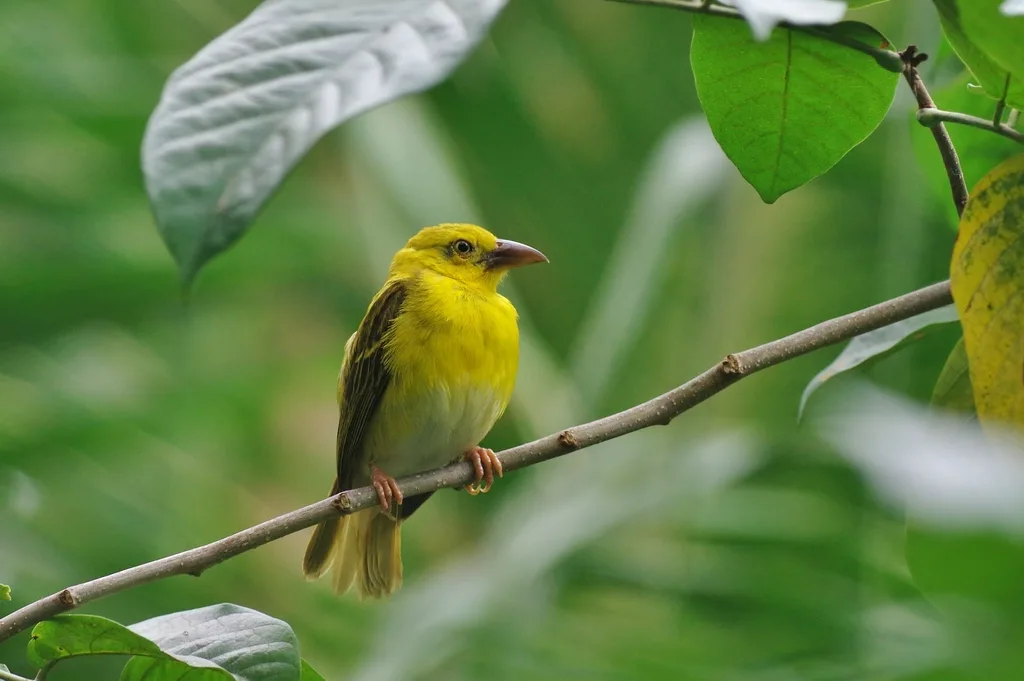 普岛金织雀(Ploceus princeps)