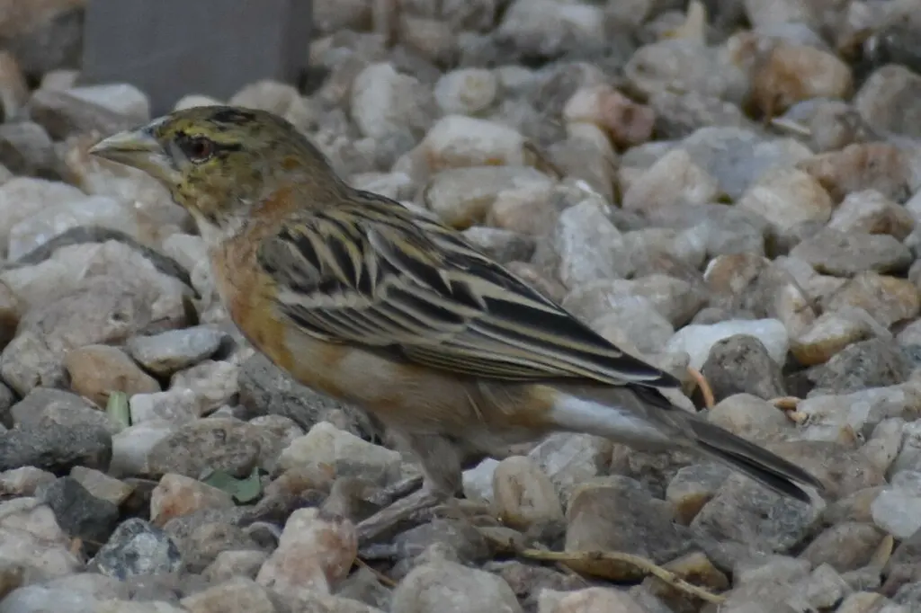 栗织雀(Ploceus rubiginosus)