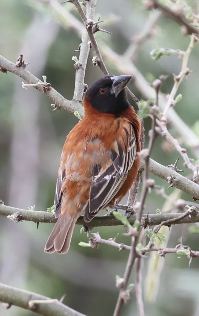 栗织雀(Ploceus rubiginosus)