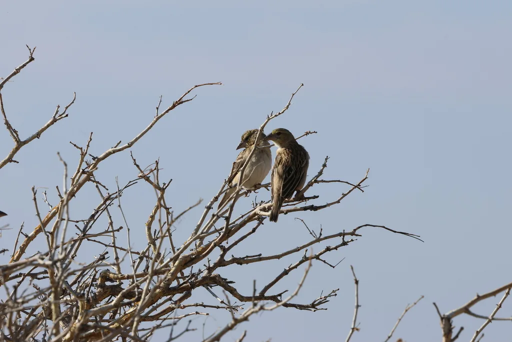 栗织雀(Ploceus rubiginosus)