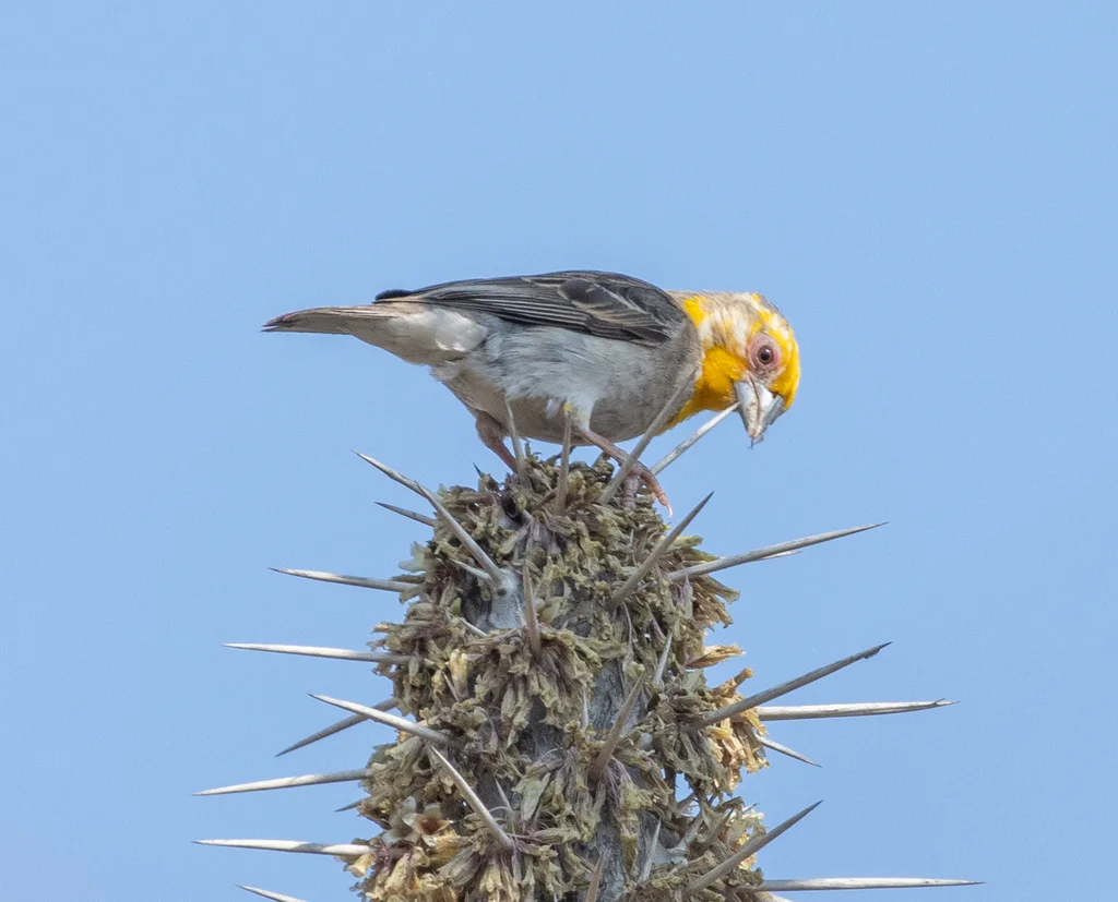萨卡织雀(Ploceus sakalava)