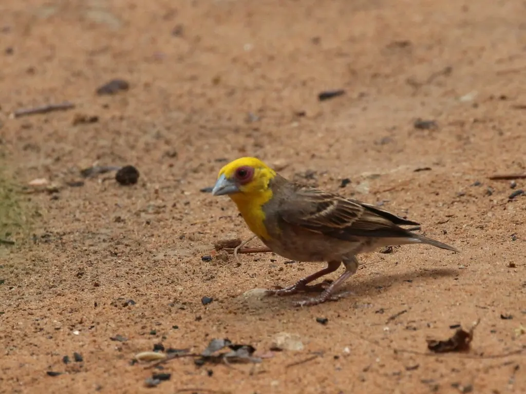 萨卡织雀(Ploceus sakalava)