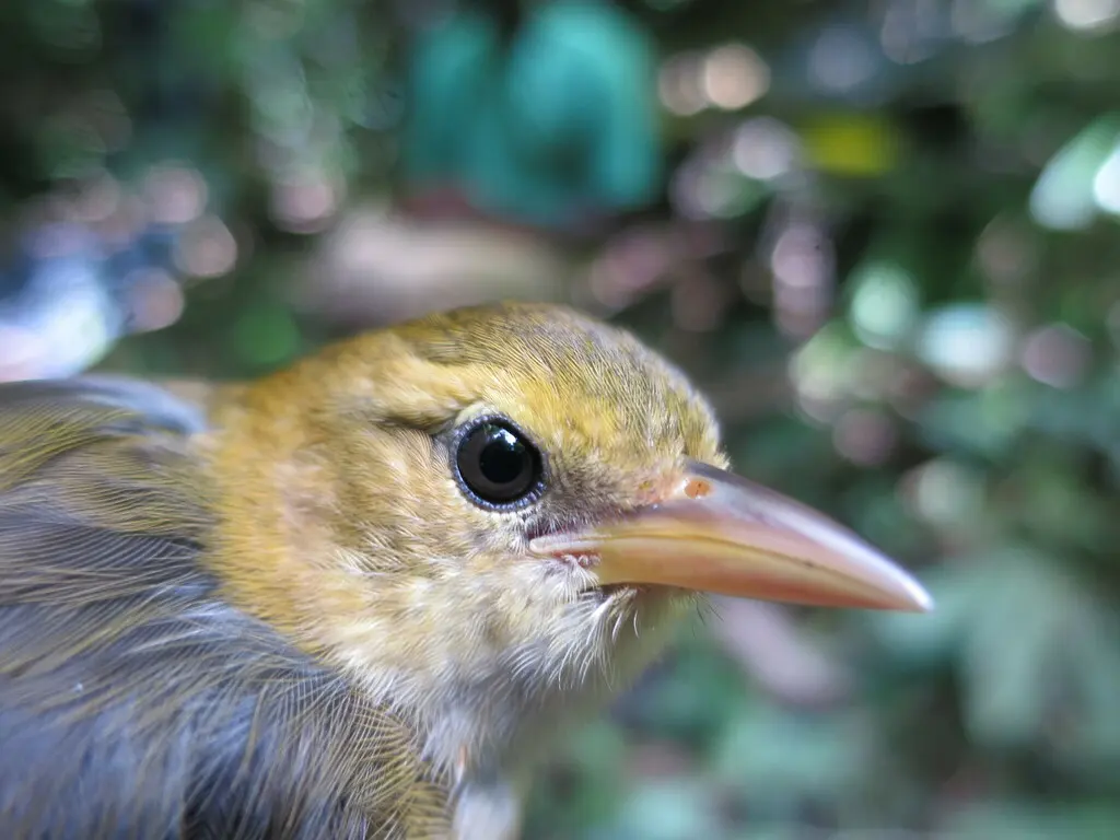 圣多美织雀(Ploceus sanctithomae)