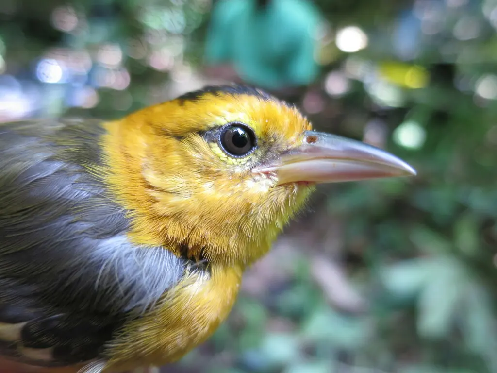 圣多美织雀(Ploceus sanctithomae)
