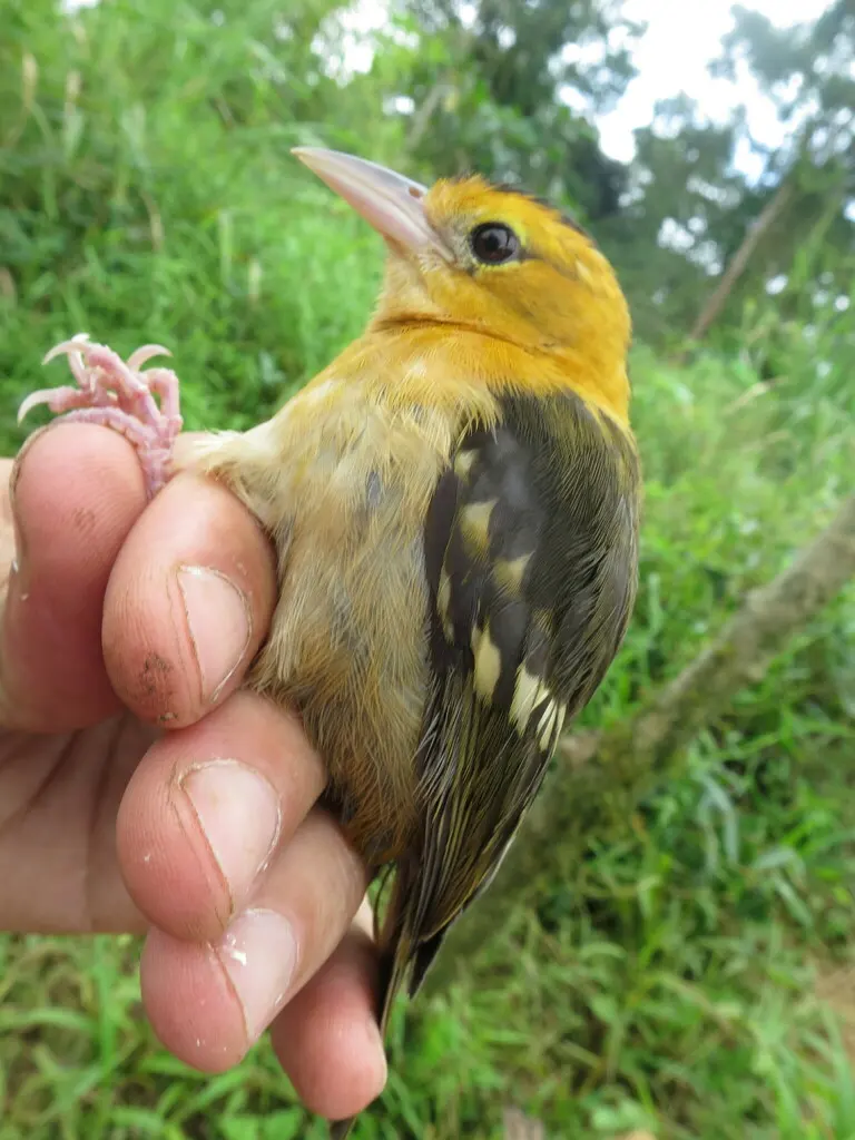 圣多美织雀(Ploceus sanctithomae)