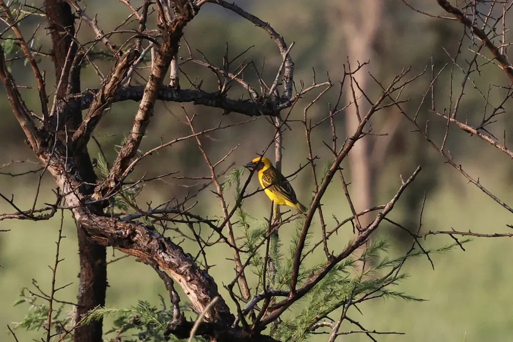 乌干达织雀(Ploceus spekeoides)