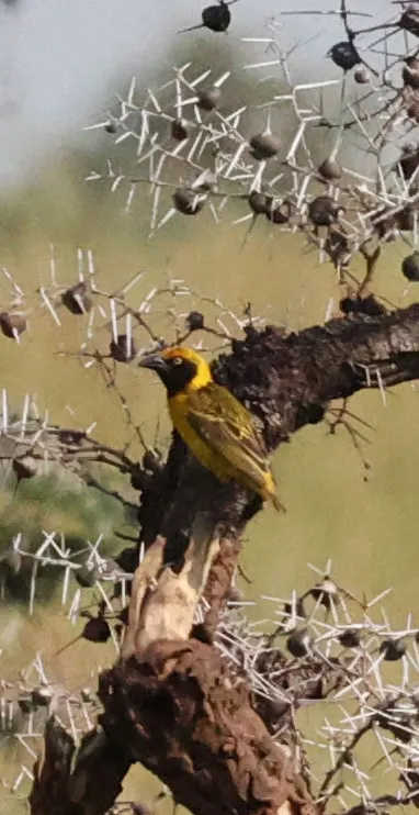 乌干达织雀(Ploceus spekeoides)