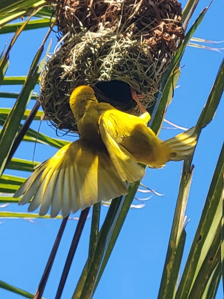 东非织巢鸟(Ploceus subaureus)