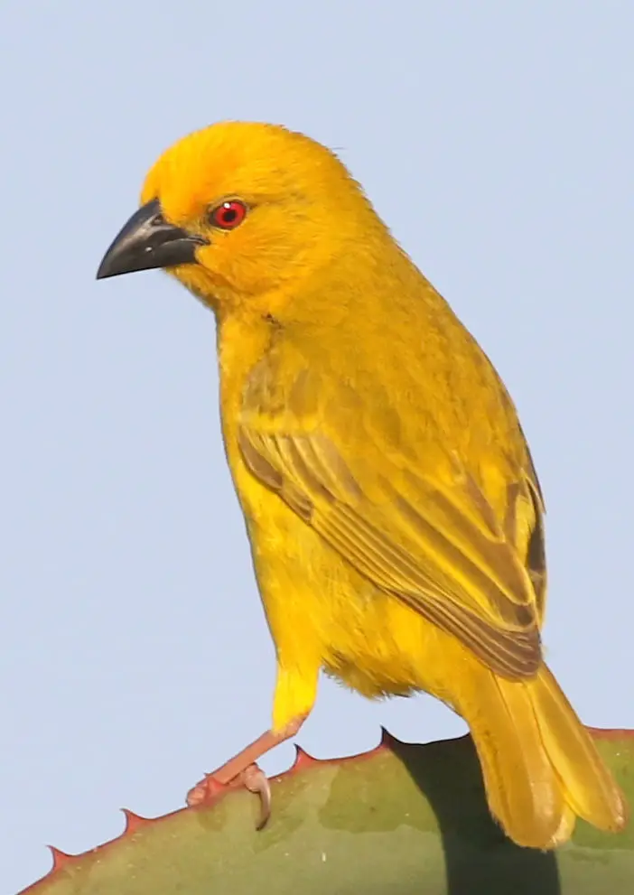 东非织巢鸟(Ploceus subaureus)