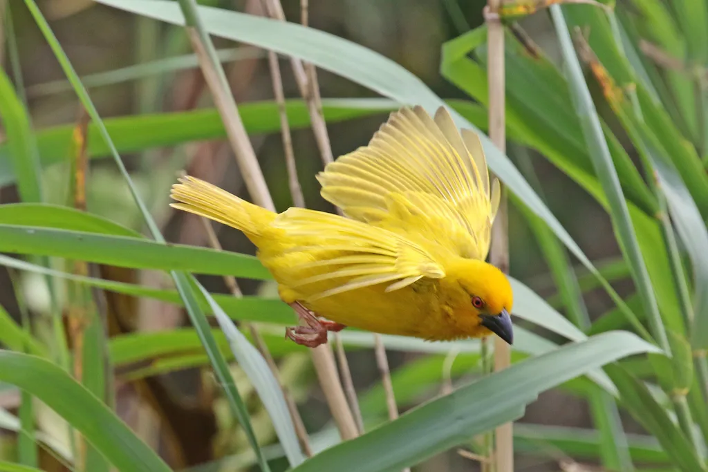 东非织巢鸟(Ploceus subaureus)