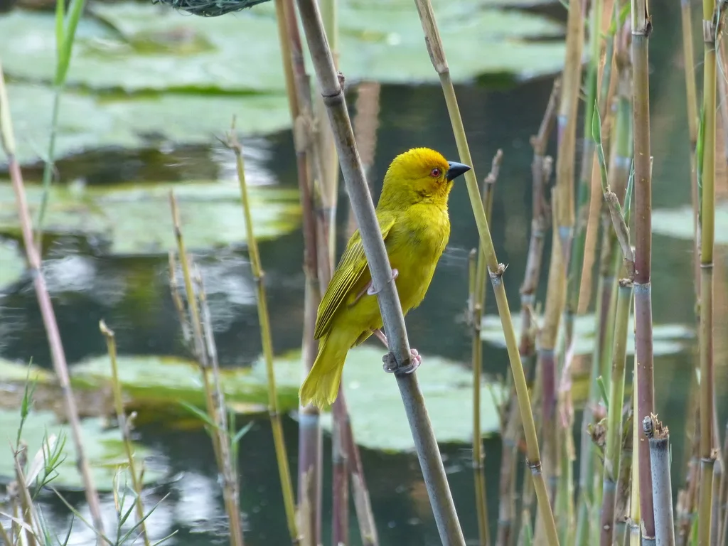 东非织巢鸟(Ploceus subaureus)