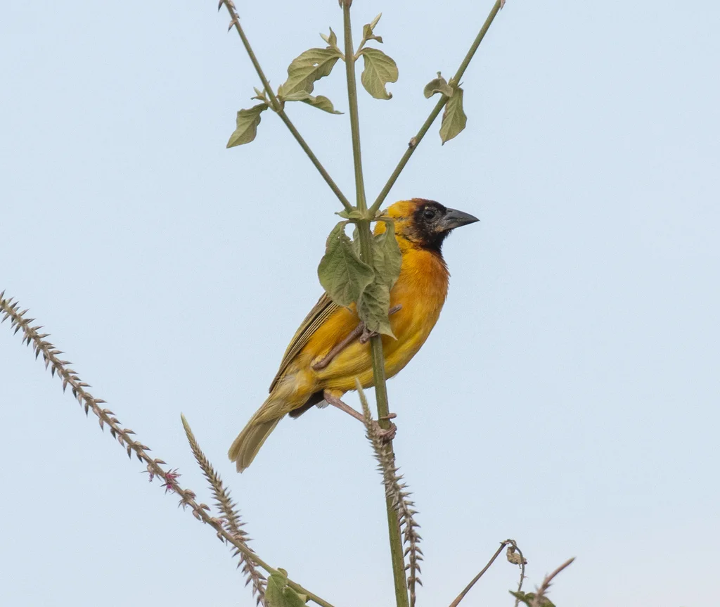 北非黑脸织雀(Ploceus taeniopterus)