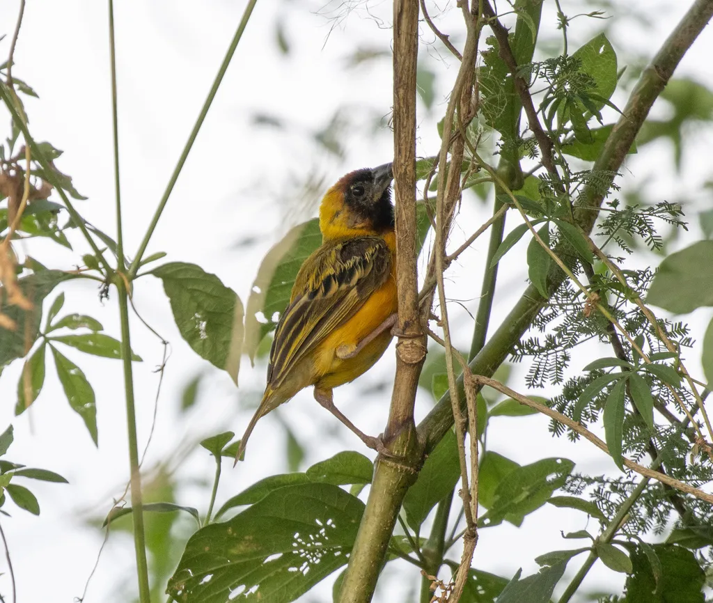 北非黑脸织雀(Ploceus taeniopterus)