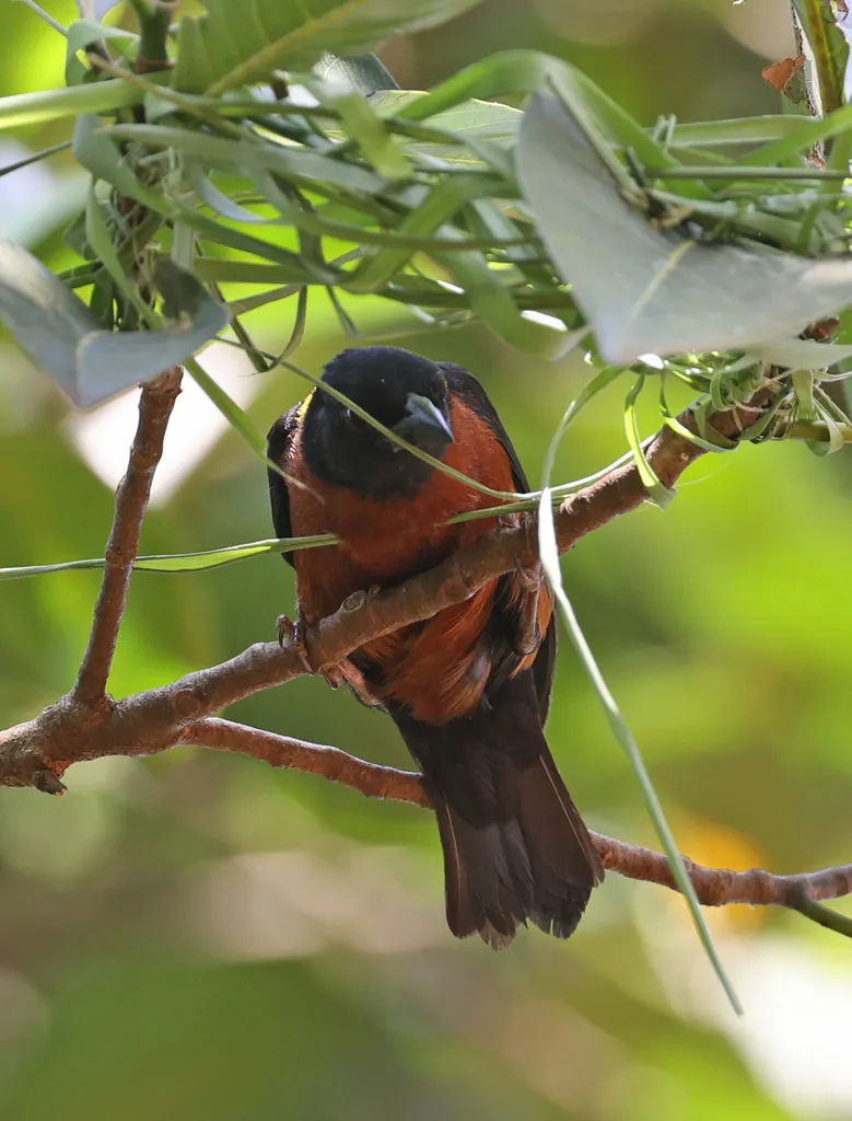 黄肩织雀(Ploceus tricolor)