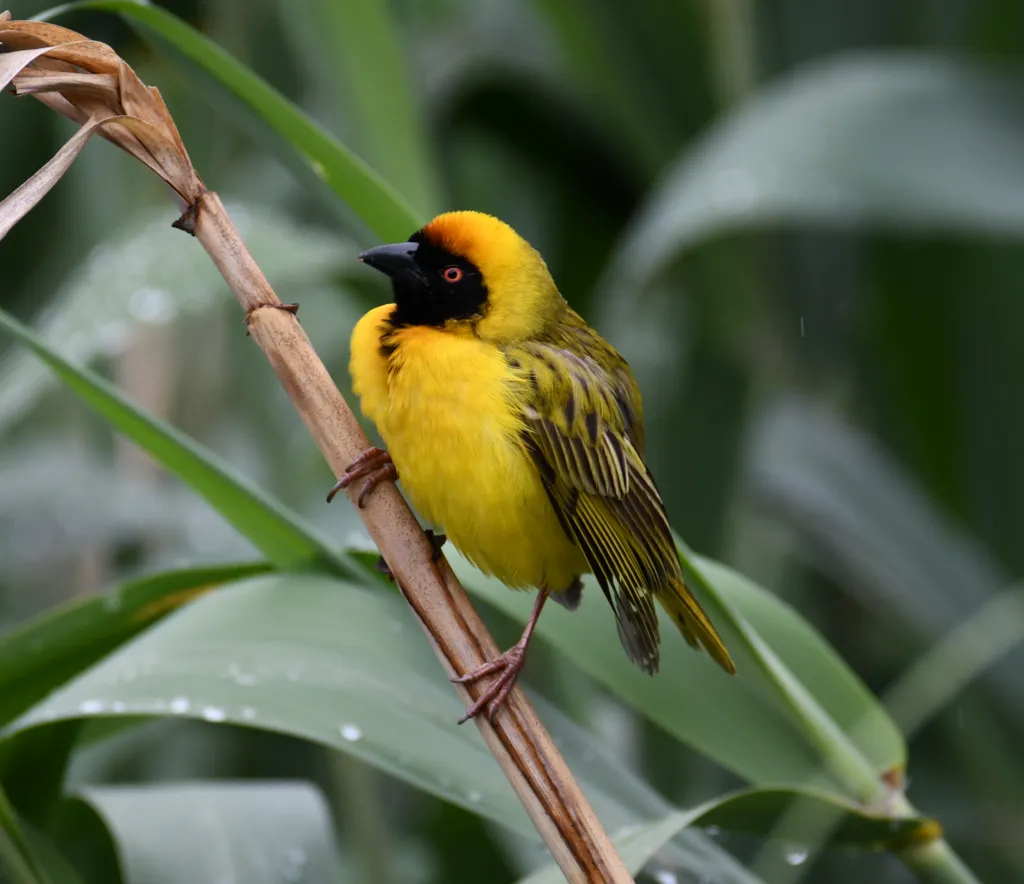 黑额织雀(Ploceus velatus)