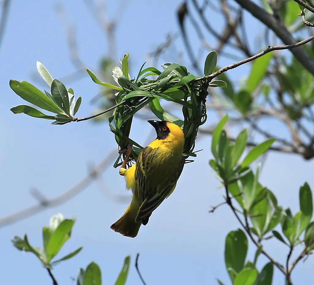 黑额织雀(Ploceus velatus)