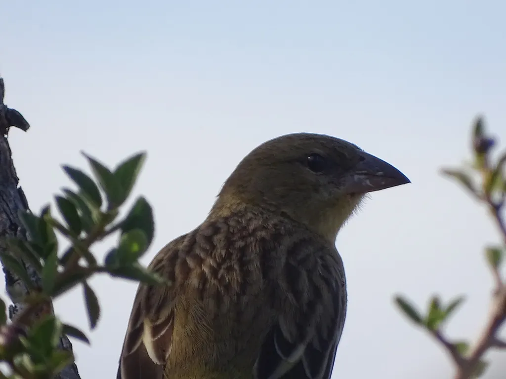 黑额织雀(Ploceus velatus)