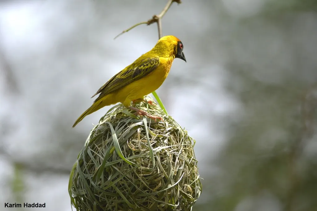 赤道黑额织雀(Ploceus vitellinus)