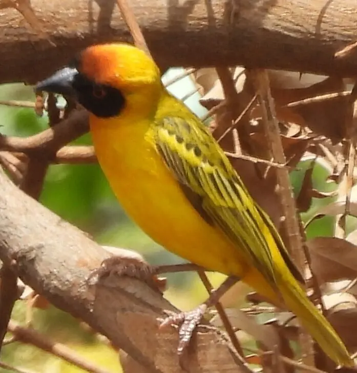 赤道黑额织雀(Ploceus vitellinus)