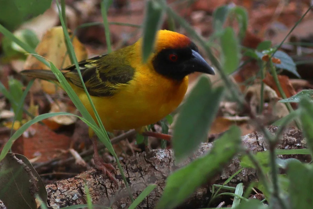 赤道黑额织雀(Ploceus vitellinus)