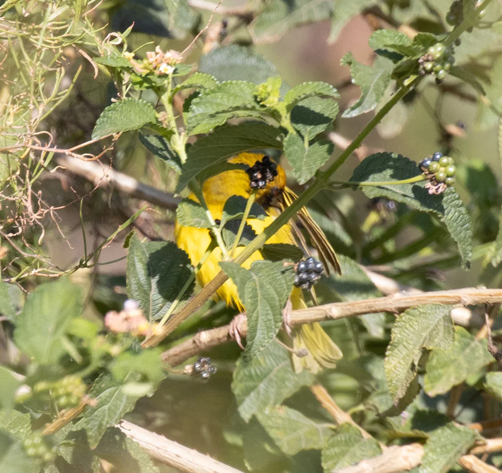 赤道黑额织雀(Ploceus vitellinus)