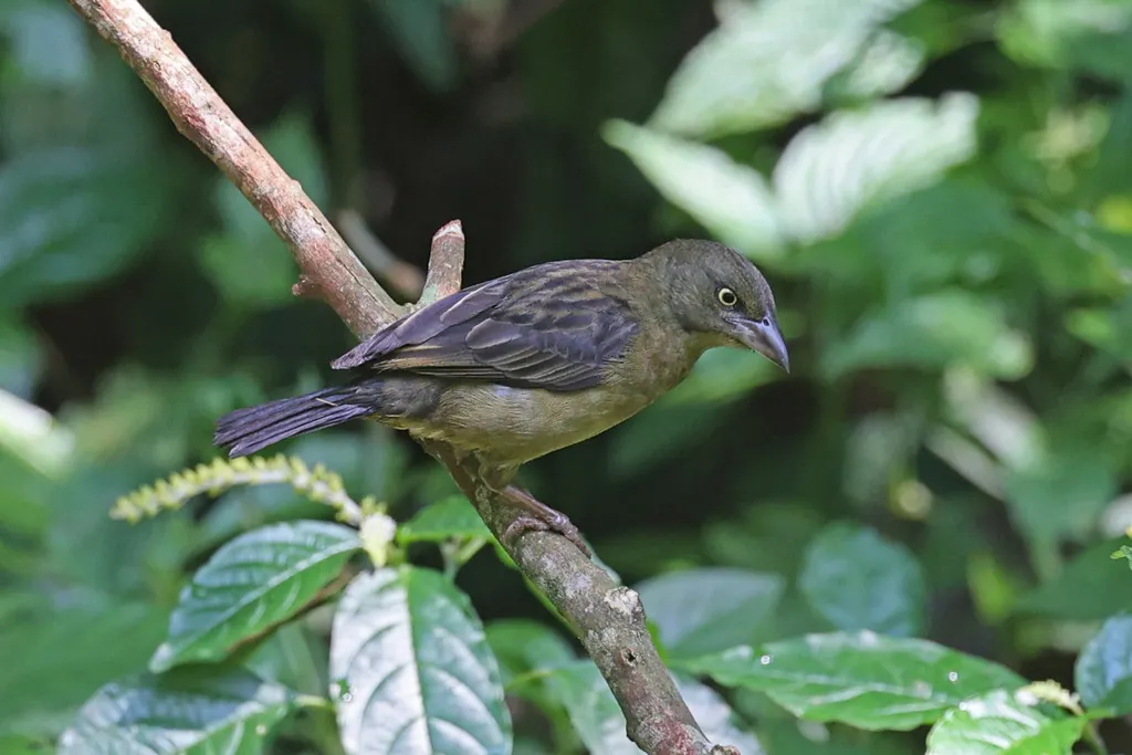韦氏织雀(Ploceus weynsi)